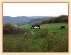 Květen 2010, stádo hřebců na pastvině