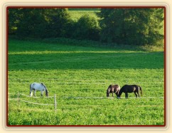 Červenec 2010, bohaté pastviny v Čeleticích