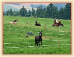 Červenec 2010, bohaté pastviny v Čeleticích