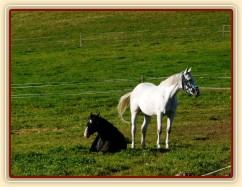 Říjen 2010, Grant a jeho nová spolubydlící na pastvině