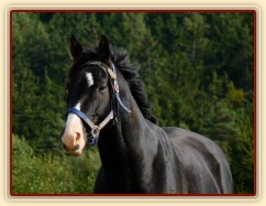 Říjen 2010, Grant na pastvině