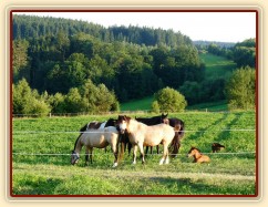 Červenec 2010, stádo na nové pastvině, hříbata odpočívají