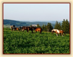 Červenec 2010, stádo na nové pastvině