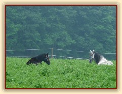 Červenec 2010, kluci odpočívají