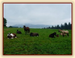 Červenec 2010, stádo odpočívá