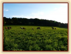 Červenec 2010, stádo na nové pastvině
