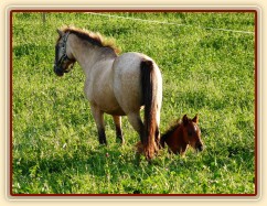 Červenec 2010, Greisy a Gimli odpočívají