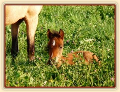 Červenec 2010, Gimli není v trávě skoro vidět:-)