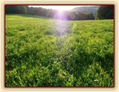 Červenec 2010, tohle všechno musí koně do podzimu spást:-)