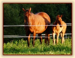 Červenec 2010, Agáta a hříbě Ascara