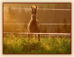 Červenec 2010, Gimli při západu slunce