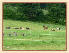 Srpen 2010, stádo má polední siestu:-)