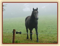 Srpen 2010, Rybíz v mlze