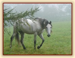 Srpen 2010, Divík v mlze