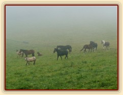 Srpen 2010, stádo v mlze