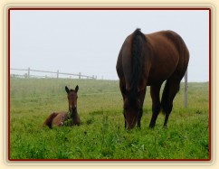 Srpen 2010, Ascara odpočívá vedle Chuezcy