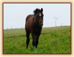 Srpen 2010, zvědavý Gimli