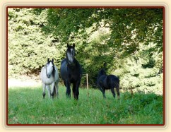 Srpen 2010, hřebci koukají, co jim neseme:-)