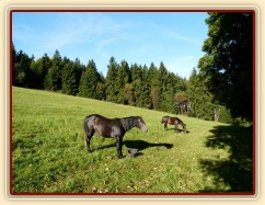 Srpen 2010, krmení jádrem na pastvině