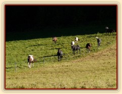 Srpen 2010, stádo je voláno na krmení jádrem