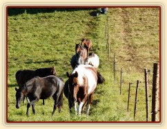 Srpen 2010, stádo je voláno na krmení jádrem