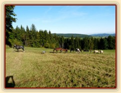 Srpen 2010, stádo a krmení jádrem