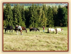 Srpen 2010, stádo a krmení jádrem, musí se hlídat, aby si to navzájem nesnědli...