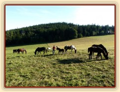 Srpen 2010, stádo a krmení jádrem, musí se hlídat, aby si to navzájem nesnědli...