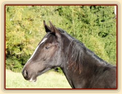 Srpen 2010, roční kobylka Kroona