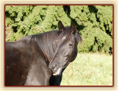 Srpen 2010, Arwen po jídle...