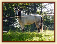 Srpen 2010, Divík už dojedl