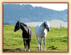 Srpen 2010, Grant a Kessi