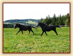 Září 2010, tříletí hřebci Monty a Rybíz se honí