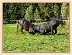 Září 2010, tříletí hřebci Monty a Rybíz si hrají