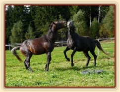 Září 2010, tříletí hřebci Monty a Rybíz si hrají