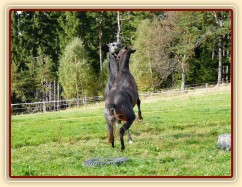 Září 2010, tříletí hřebci Monty a Rybíz si hrají