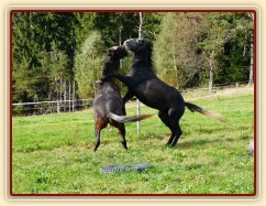 Září 2010, tříletí hřebci Monty a Rybíz si hrají