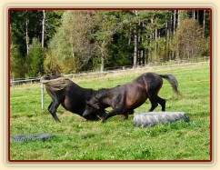Září 2010, tříletí hřebci Monty a Rybíz si hrají