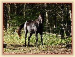 Září 2010, Carthago pod stromy