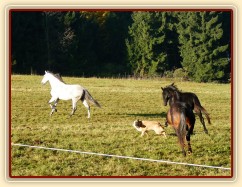 Září 2010, hřebci se honí po výběhu