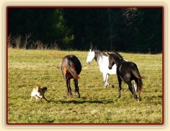 Září 2010, hřebci se honí po výběhu