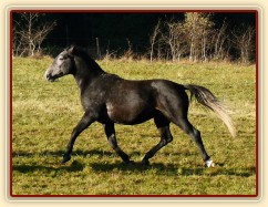 Září 2010, tříletý hřebec Rybíz