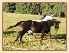 Září 2010, Carthago se honí s Divíkem