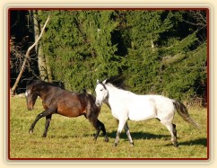 Září 2010, Monty a Divík se honí po výběhu