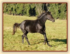 Září 2010, Carthago