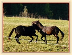 Září 2010, hřebci Carthago a Monty si hrají