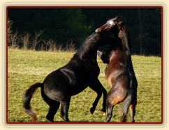 Září 2010, hřebci Carthago a Monty si hrají