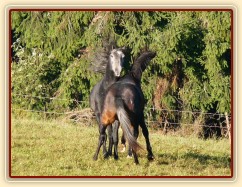 Září 2010, hřebci Rybíz a Monty si hrají