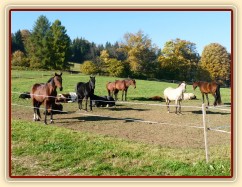 Říjen 2010, stádo odpočívá