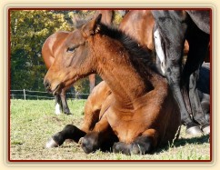 Říjen 2010, Ascara odpočívá